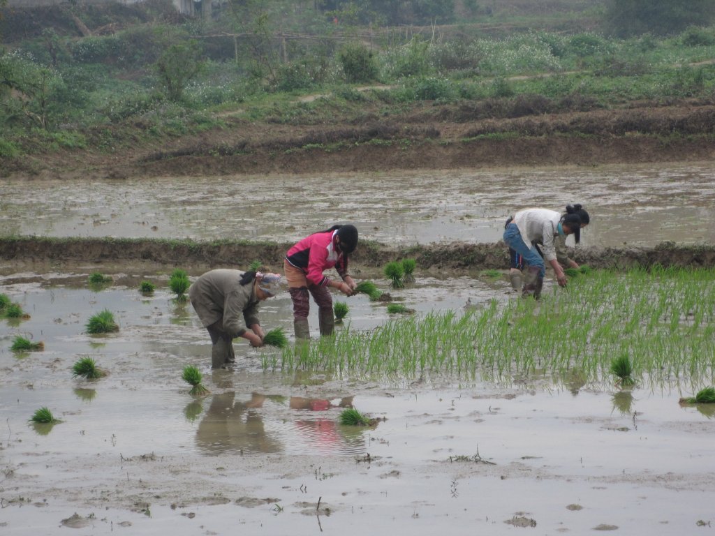 04-Planting rice.jpg - Planting rice